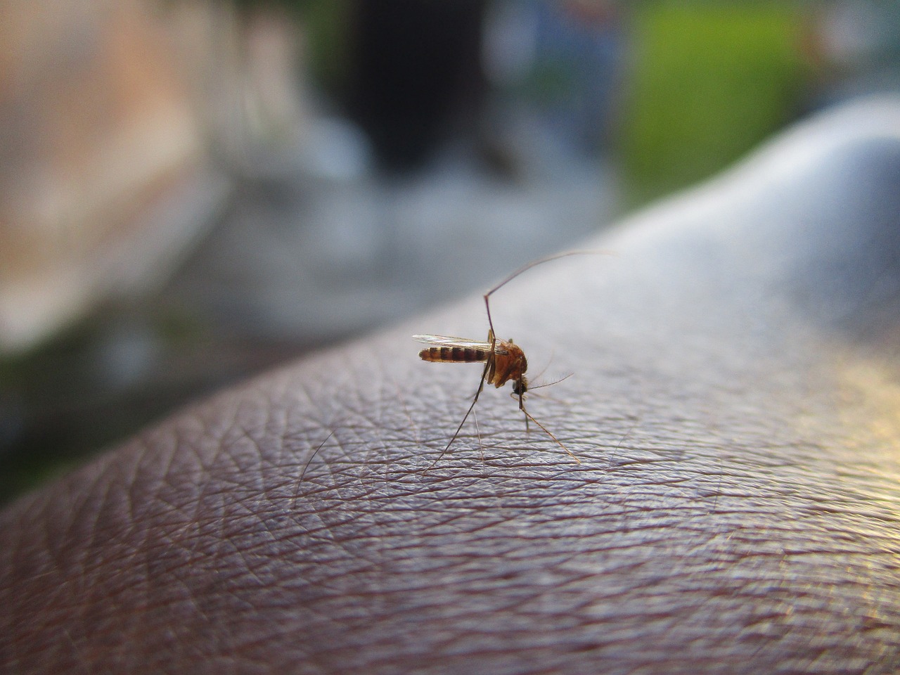 La EMA respalda una vacuna tetravalente contra el dengue en mayores de 4 años