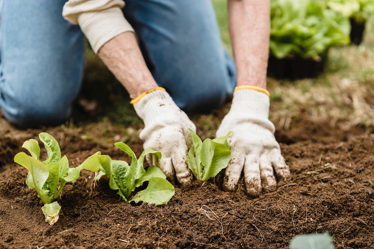 La FAO aboga por una agricultura más sostenible para una mejor producción