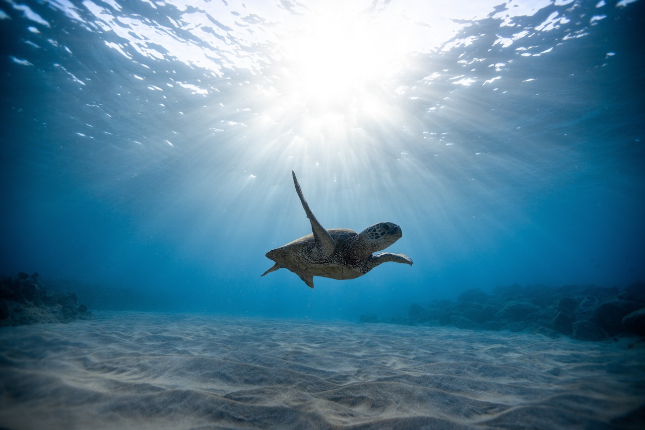 Torturas en peligro de extinción llegan masivamente a las costas de Nicaragua