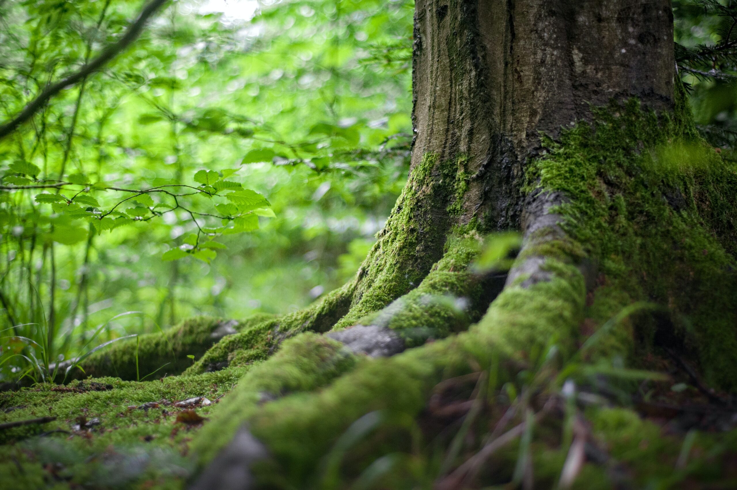 Ecuador presenta un distintivo verde para productos libres de deforestación