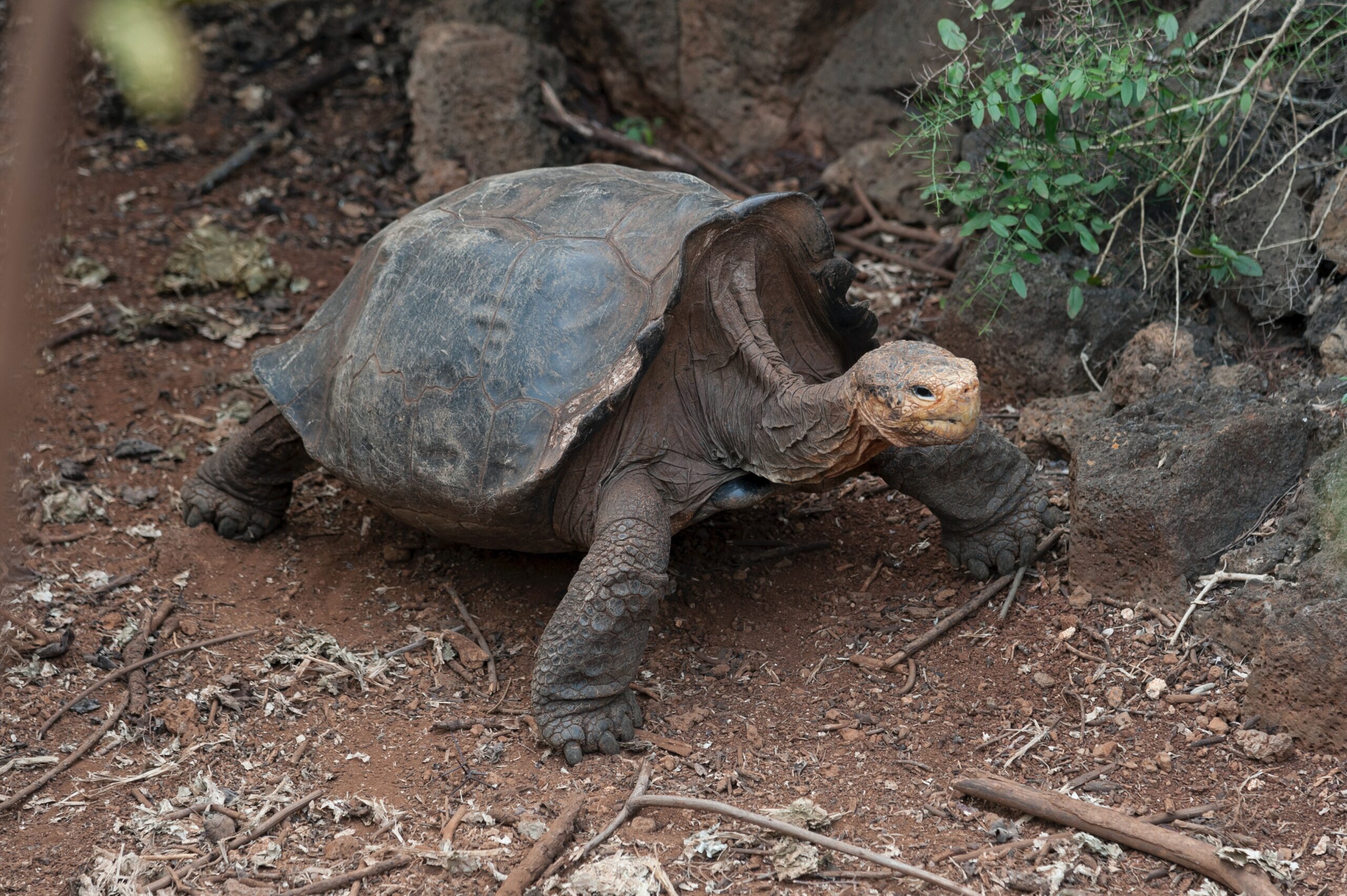 Condenan a un año de cárcel a traficantes de tortugas e iguanas de Galápagos