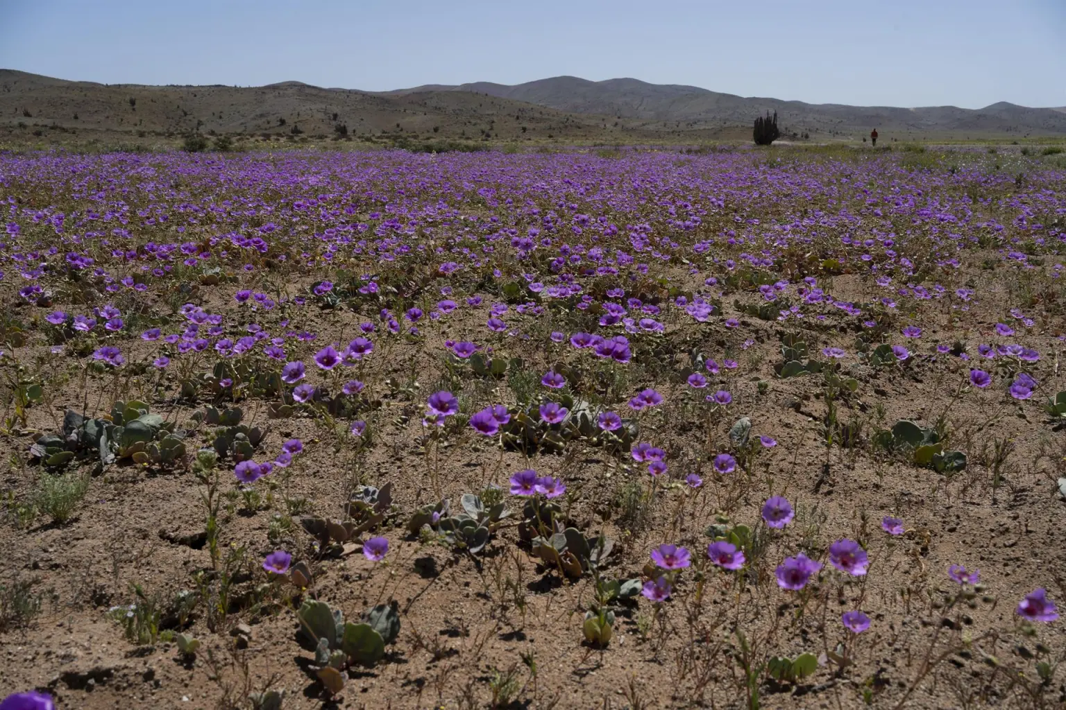 El desierto más árido del mundo vuelve a florecer en el norte de Chile