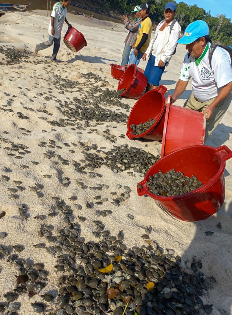 Liberan más de 6.000 crías de tortugas en Perú para repoblar la Amazonía