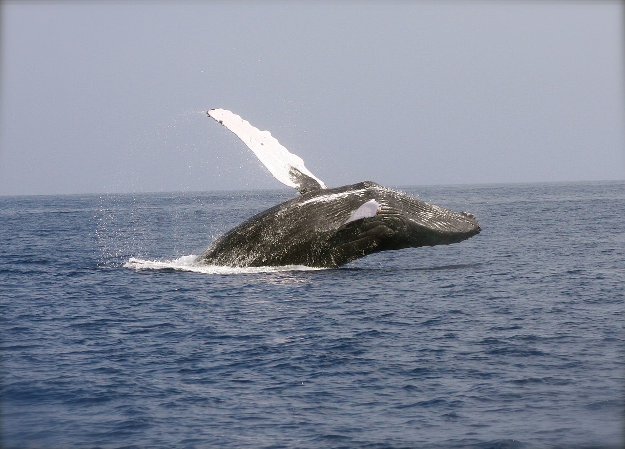 Instalación de la primera boya inteligente en Chile para proteger ballenas