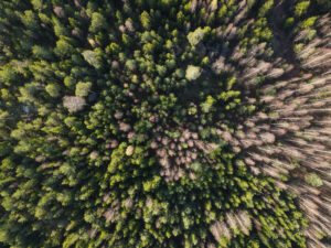 FINLAND-EU-NATURE-ENVIRONMENT-FORESTRY