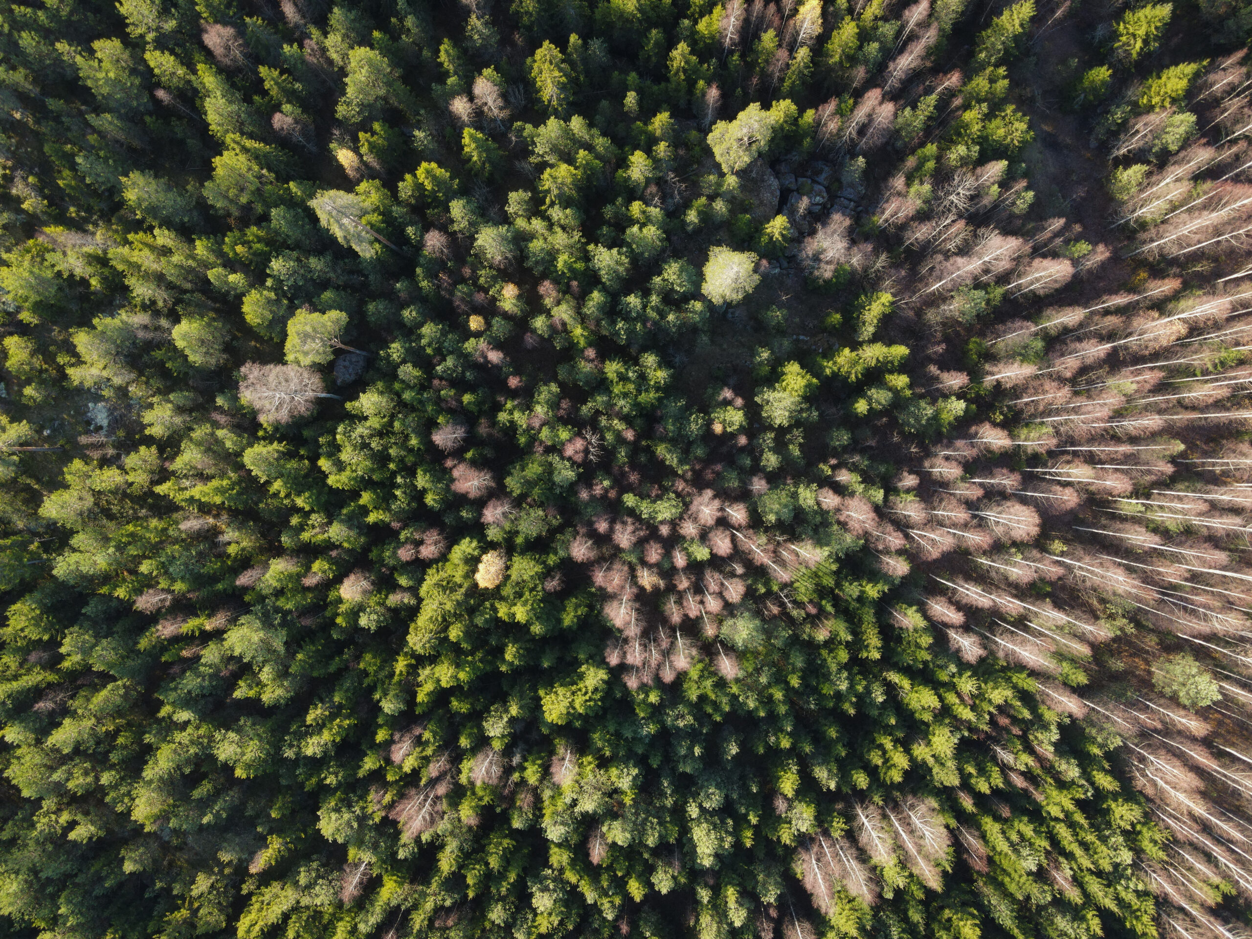 Un proyecto de la UE para proteger áreas verdes genera rechazo en Finlandia