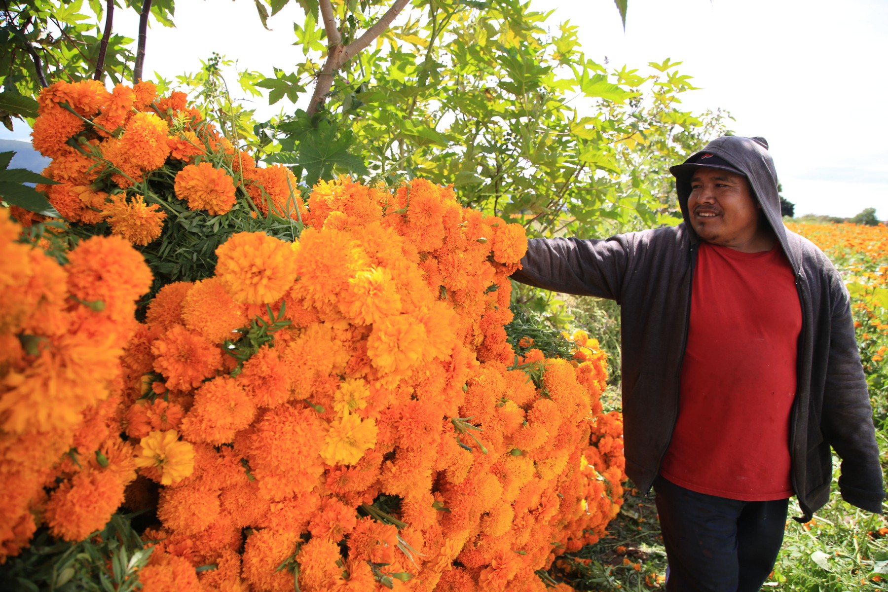 ¿Hay flores transgénicas en los altares mexicanos del Día de Muertos?