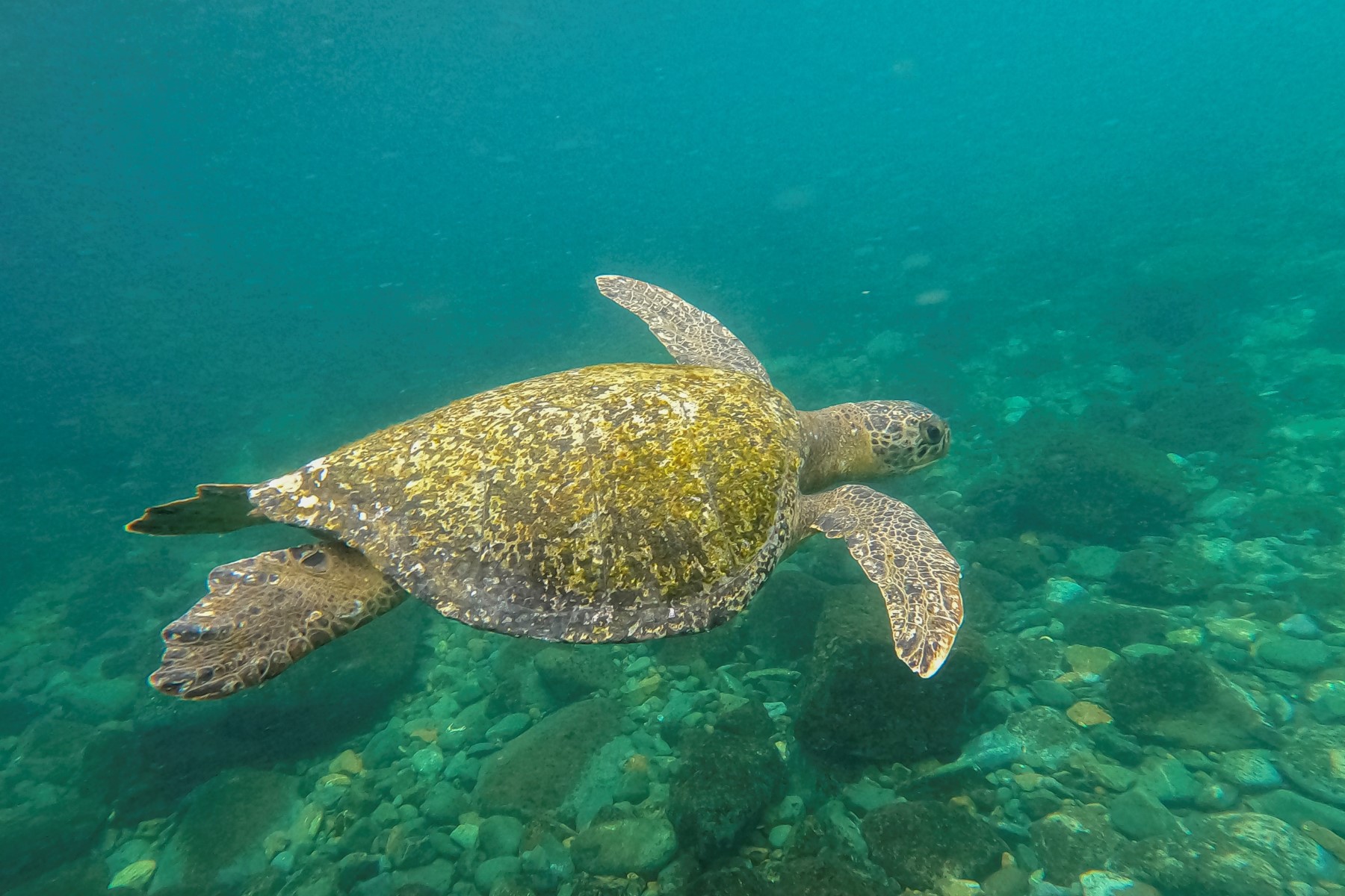 Tiburones, tortugas y riesgo sanitario en la agenda de cumbre de especies amenazadas en Panamá