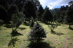 GUATEMALA-ENVIRONMENT-CHRISTMAS-PINABETE TREE