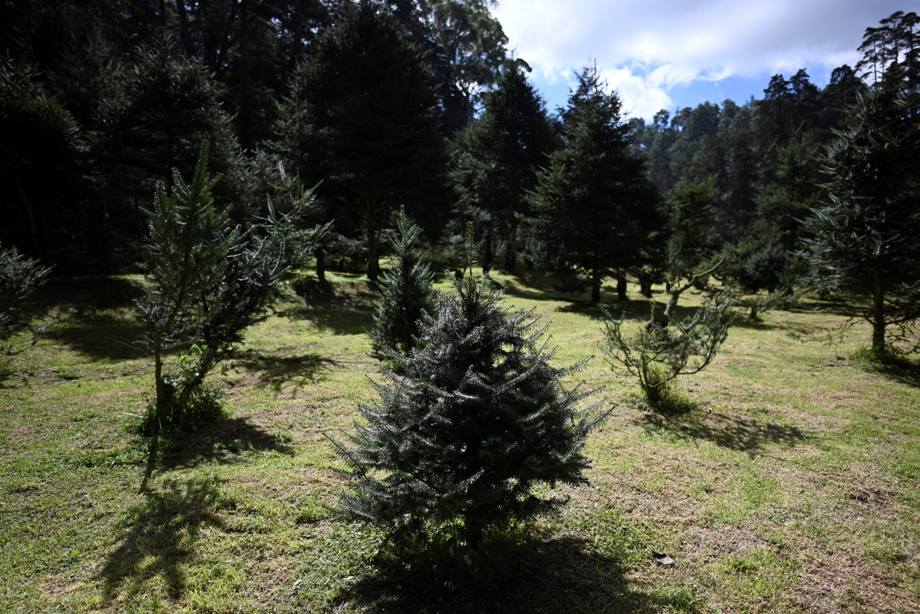 Guatemala protege de la Navidad al pinabete, árbol nativo cerca de desaparecer