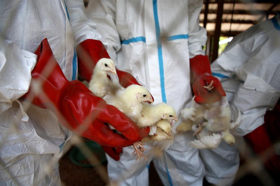 Francia decreta el confinamiento de las aves por el aumento de la gripe aviar