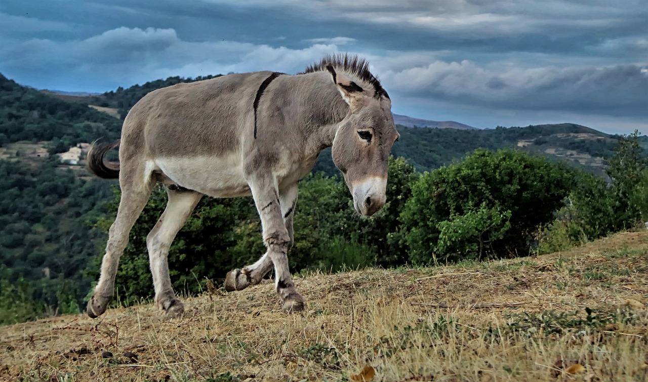 EO, una película sobre el trato a los animales