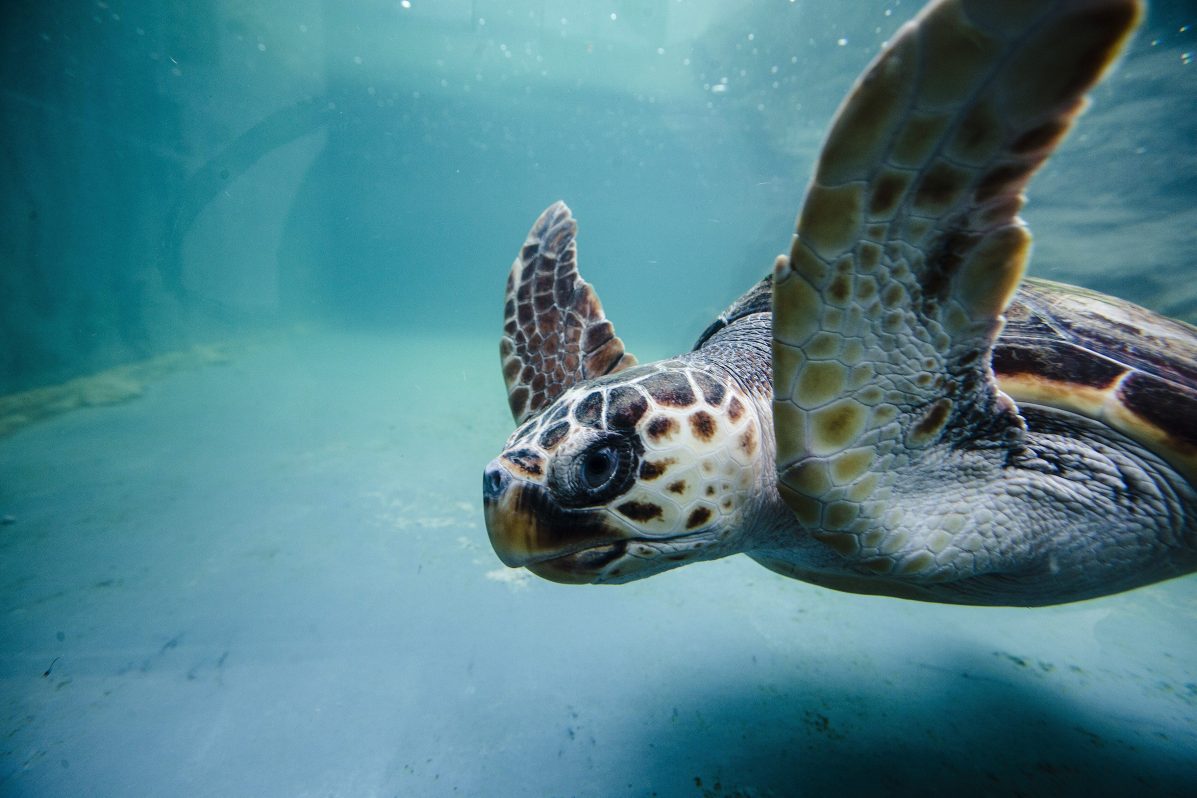 Piura en Perú busca conservar sus manglares, tortugas y cocodrilos