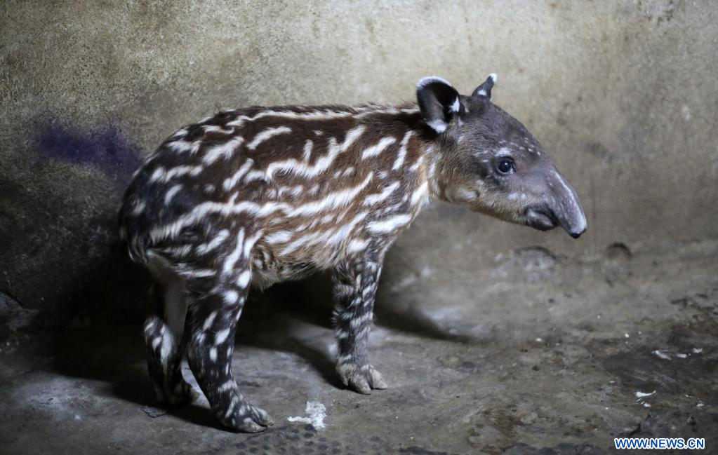 El Zoológico Nacional de Nicaragua celebra el nacimiento de dos tapires