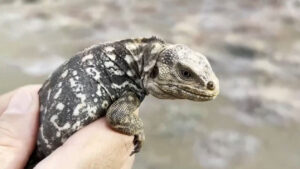 498-5 TECNOLOGÍA_iguanasgalápagos_