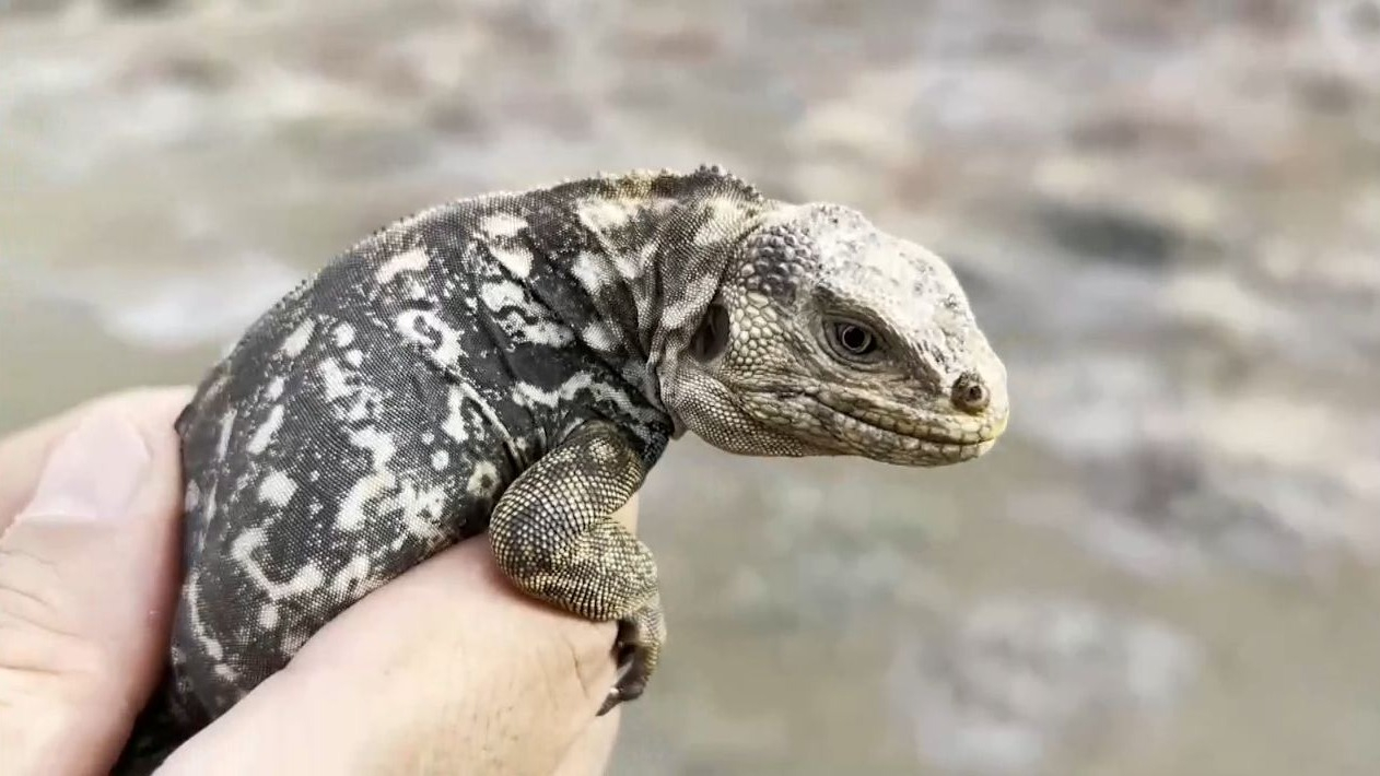 Nacen iguanas en Galápagos luego de casi dos siglos