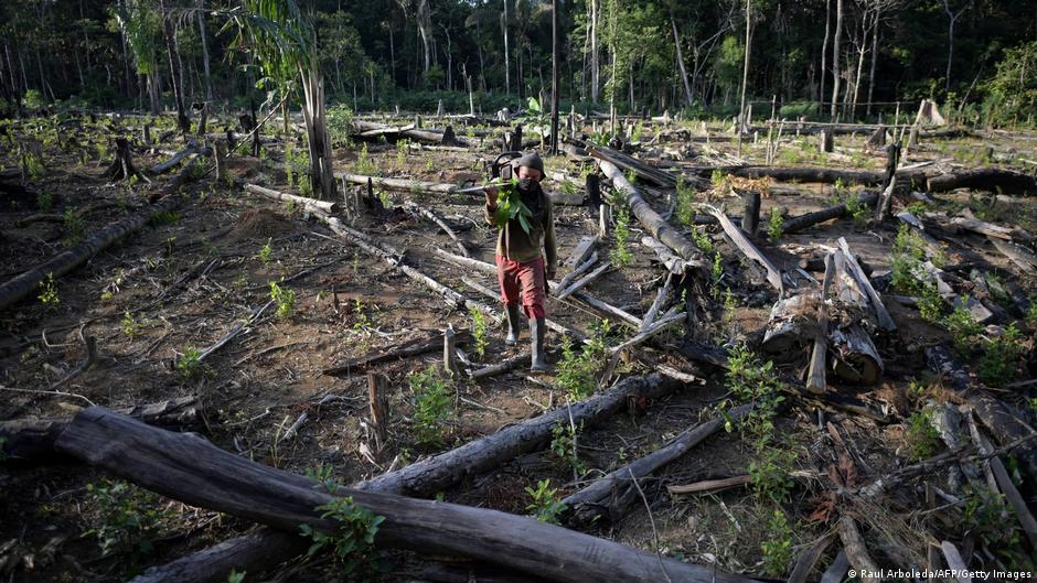 Proyectos alternativos protegen la selva colombiana de la deforestación