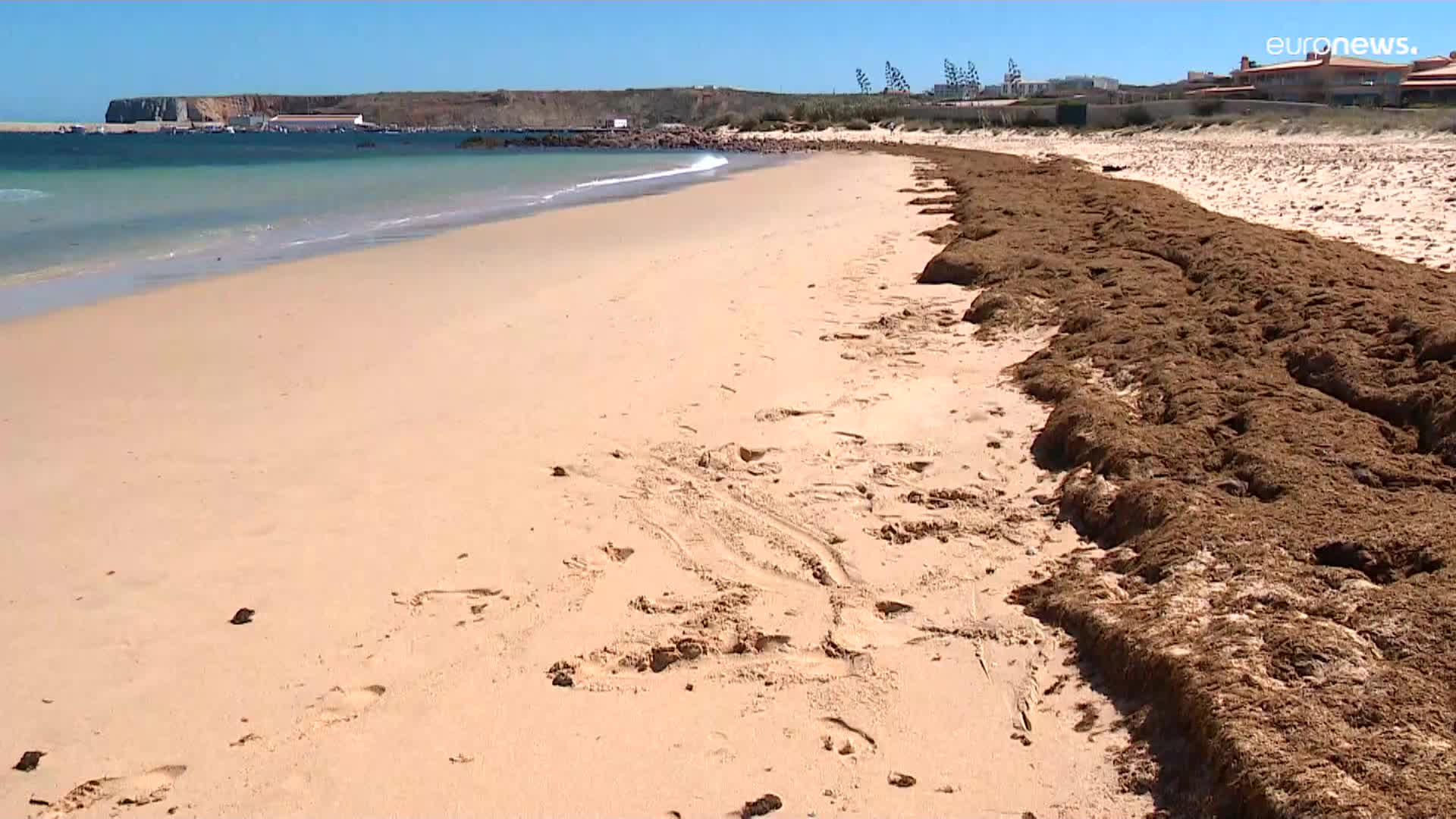 El alga parda de origen asiático invade y afecta las playas de Portugal