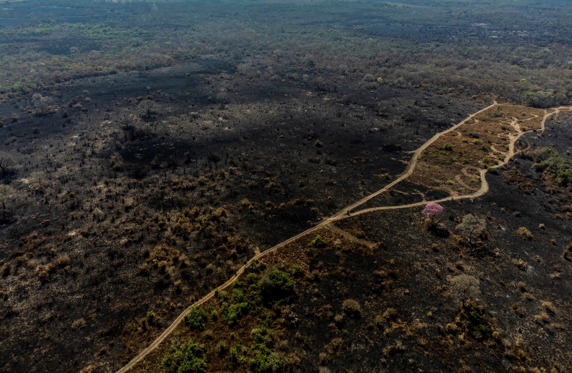 El Pantanal, el humedal más extenso del planeta, se seca