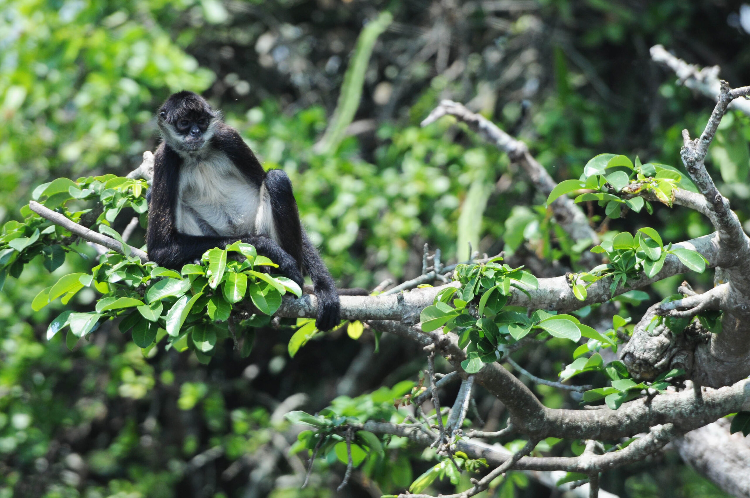 La Reserva de la Biosfera de los Tuxtlas, una región biodiversa y única