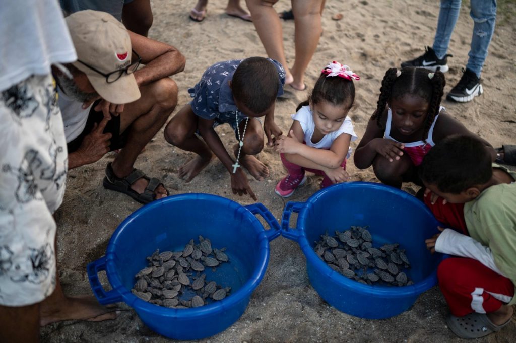 Proyecto venezolano busca proteger a las tortugas marinas del tráfico ilegal