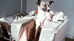 501-1 CIENCIA_laika_Foto de NASA