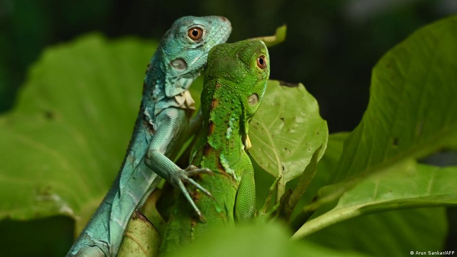 Reptiles pequeños enfrentan diversas amenazas en América Latina