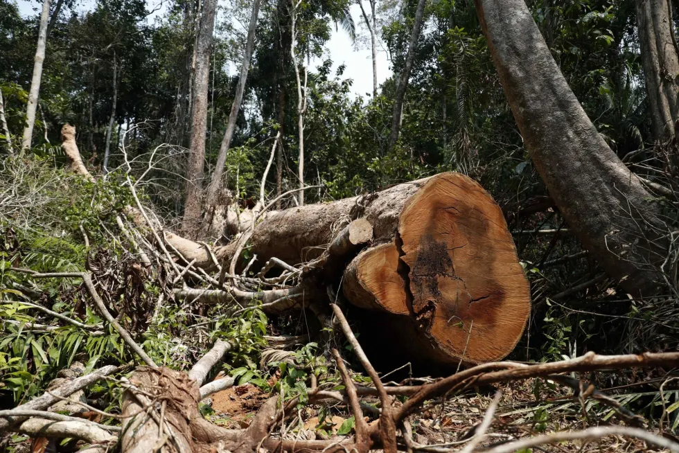 El Shihuahuaco, un codiciado árbol milenario en la amazonía peruana