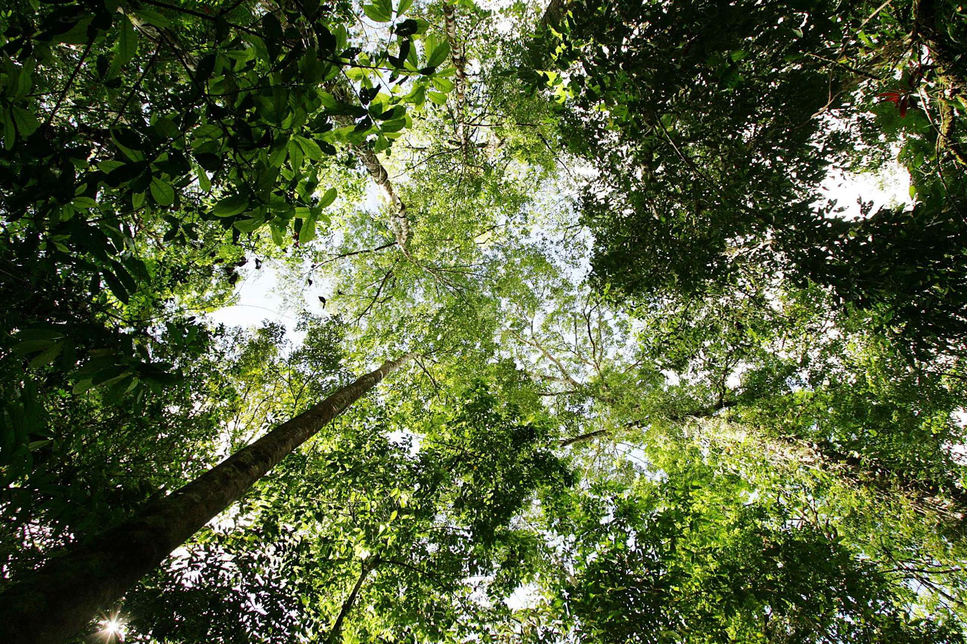 Científicos reclaman detener las deforestación de los bosques tropicales