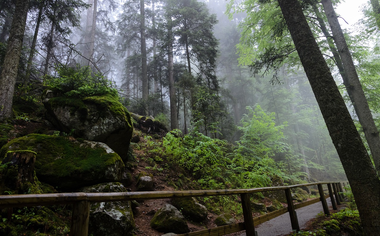 Ya no tan verde, Alemania busca diversificar sus bosques para salvarlos