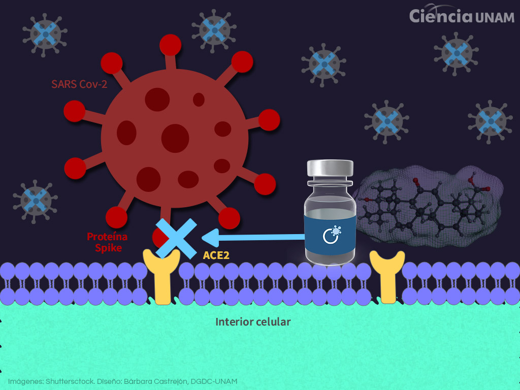 Coronavirus. Avanza la evaluación de medicamento contra COVID-19