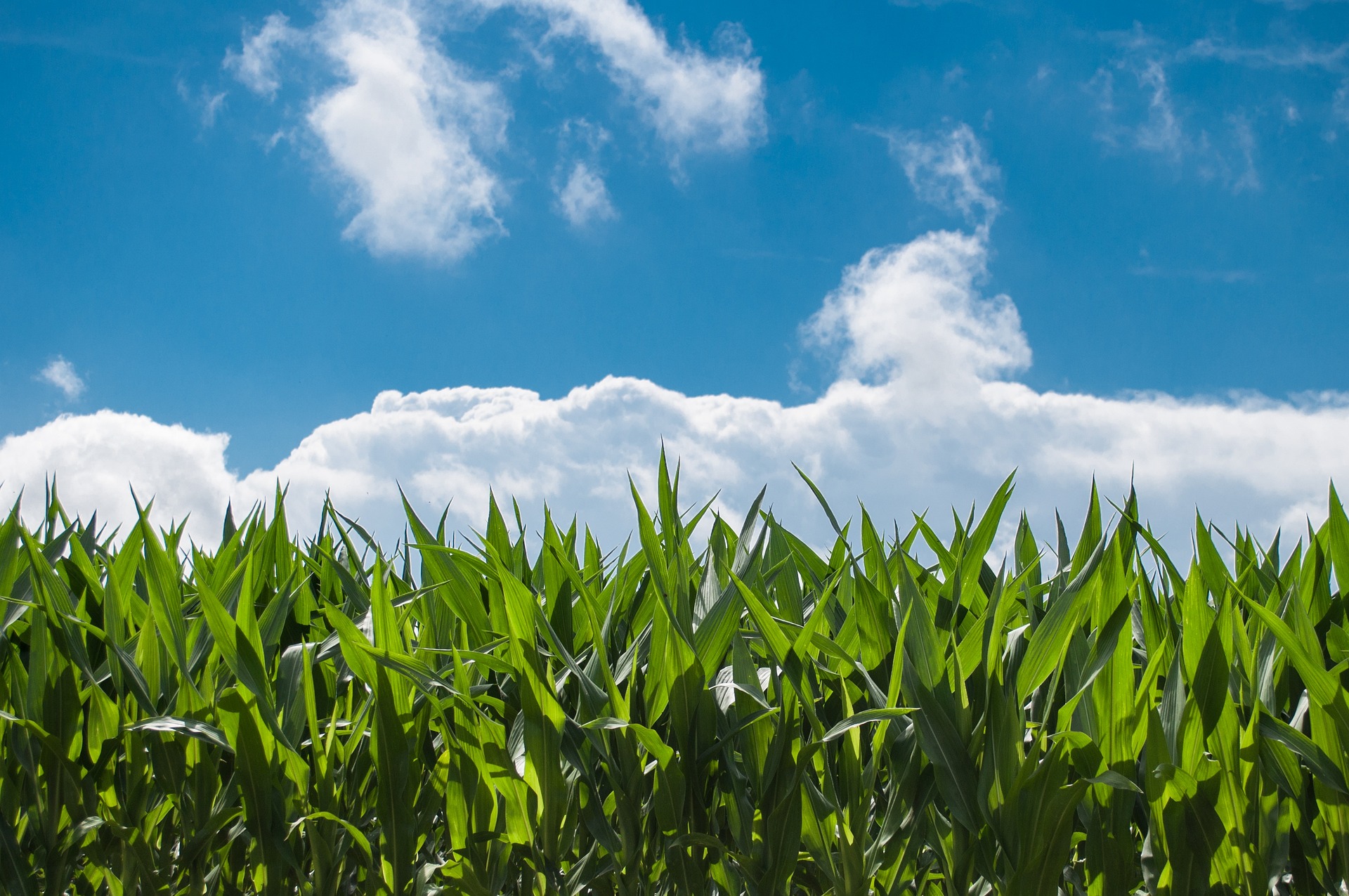 La FAO destaca la agricultura tradicional de Yucatán (México) y León (España)