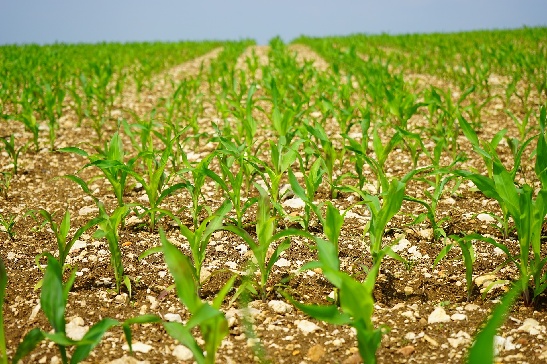 Pequeños agricultores, claves en cadena alimentaria contra cambio climático