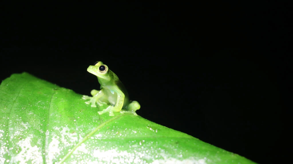 Cumbre de especies amenazadas debate medidas para salvar a tortugas y ranas de cristal