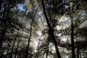 fd1af3343c9af9fcfa8d2678956f09973d597809w