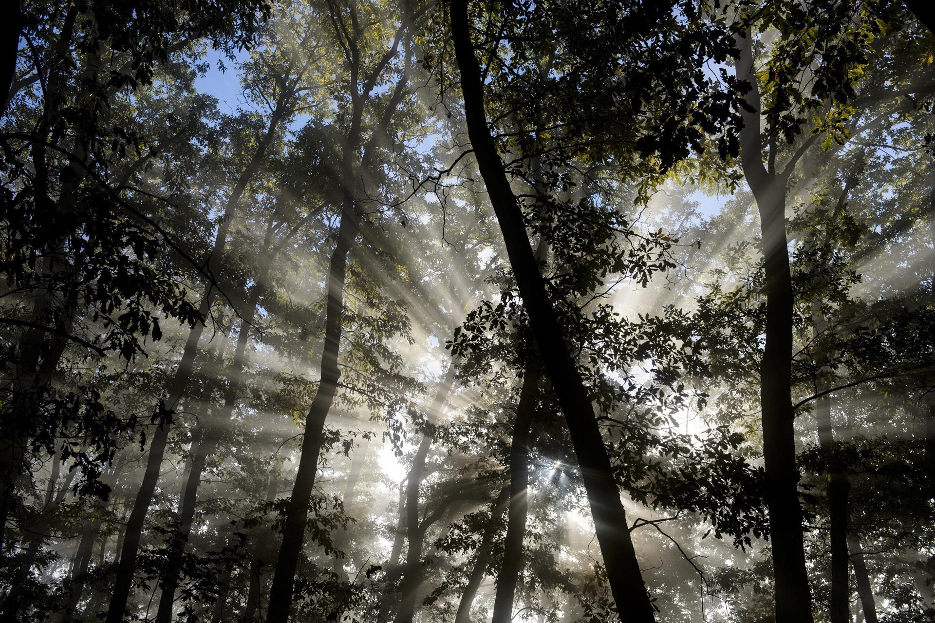 La UE acuerda elevar su meta de absorción de emisiones CO2 por los bosques