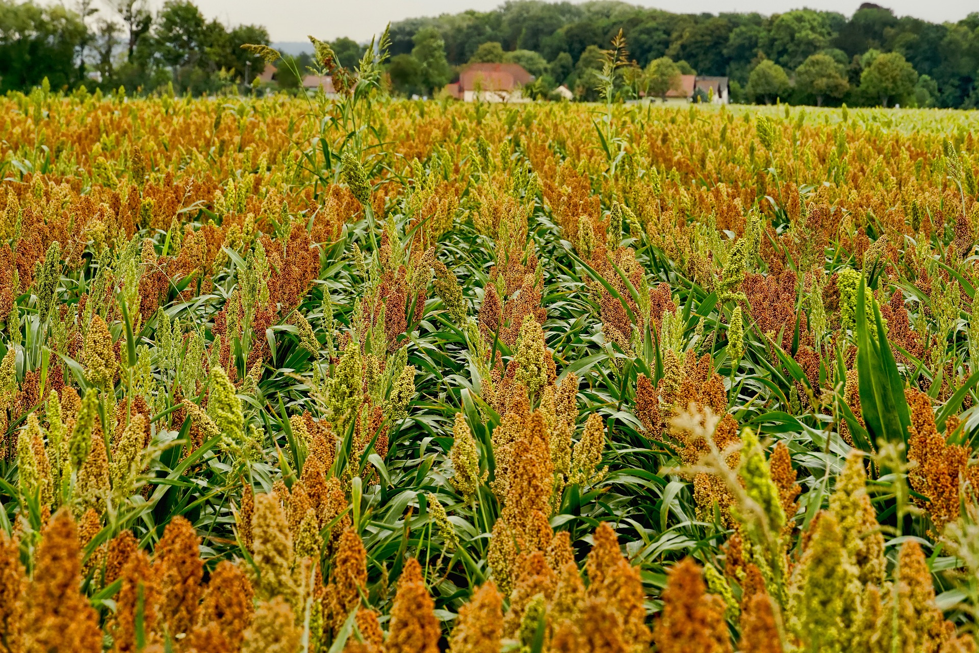 El sorgo, con fama de adaptarse al cambio climático, sufre por la sequía