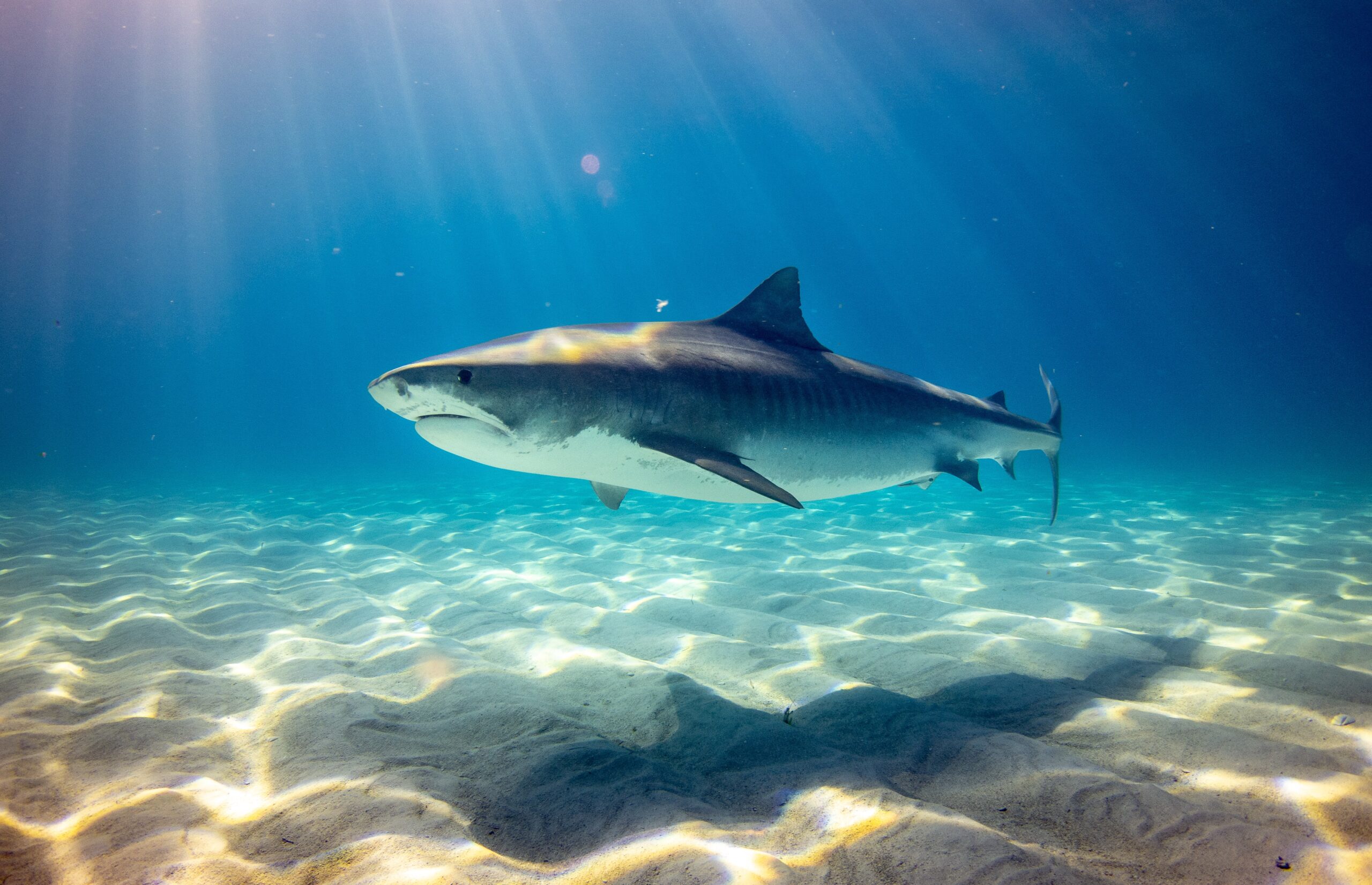 Celebran aprobación en la CITES de propuestas que protegen tiburones y rayas