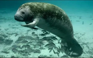 manati_crop1669073322768.jpg_1970638775