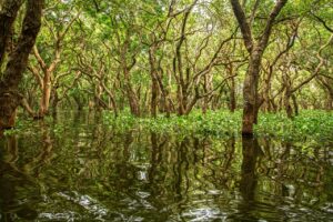 mangrove-5121263_1280