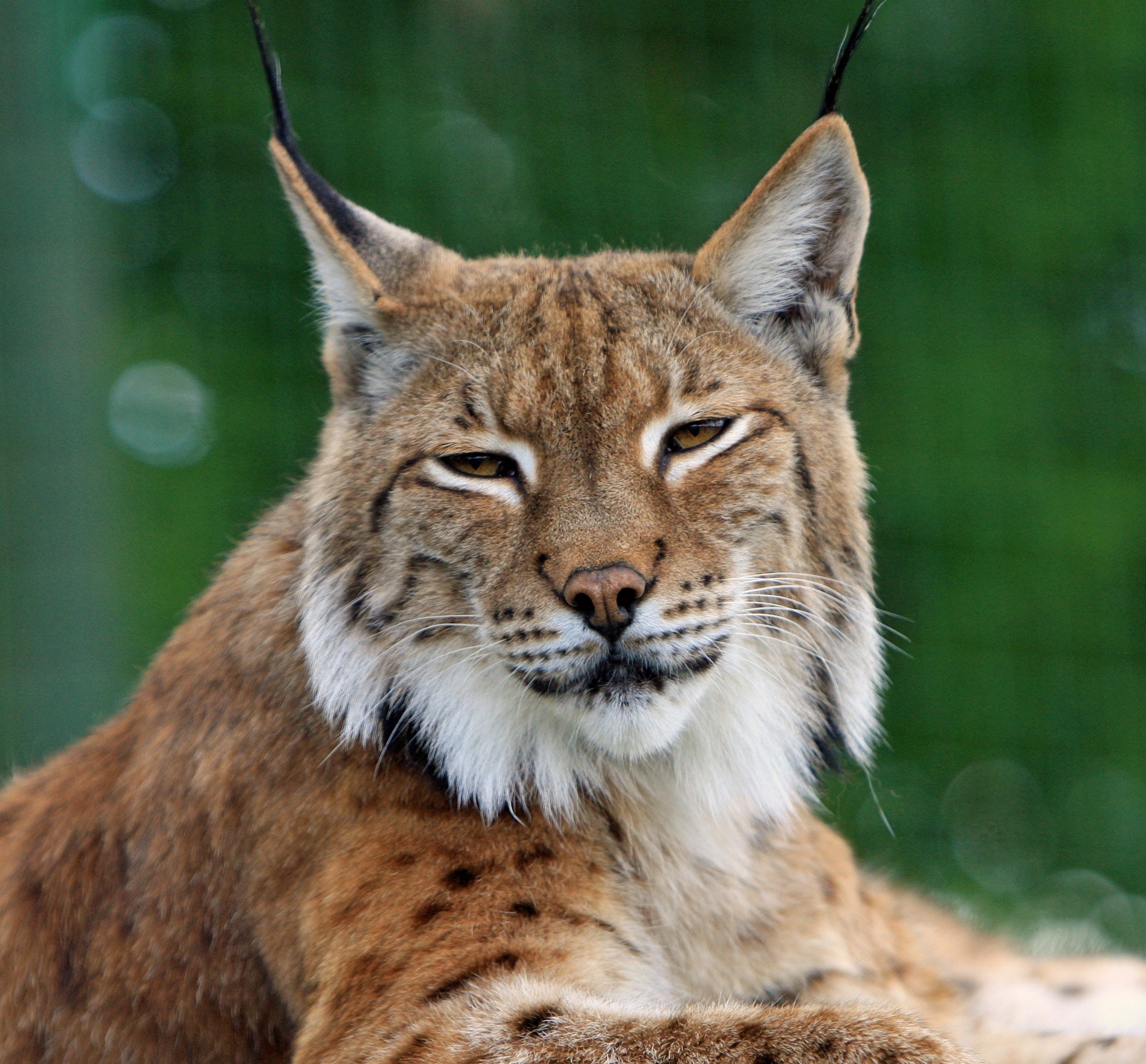 La lucha para evitar la extinción del lince de los Balcanes