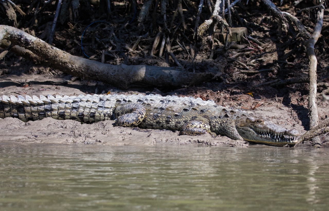 El cocodrilo resiste en “el río más contaminado” de Costa Rica