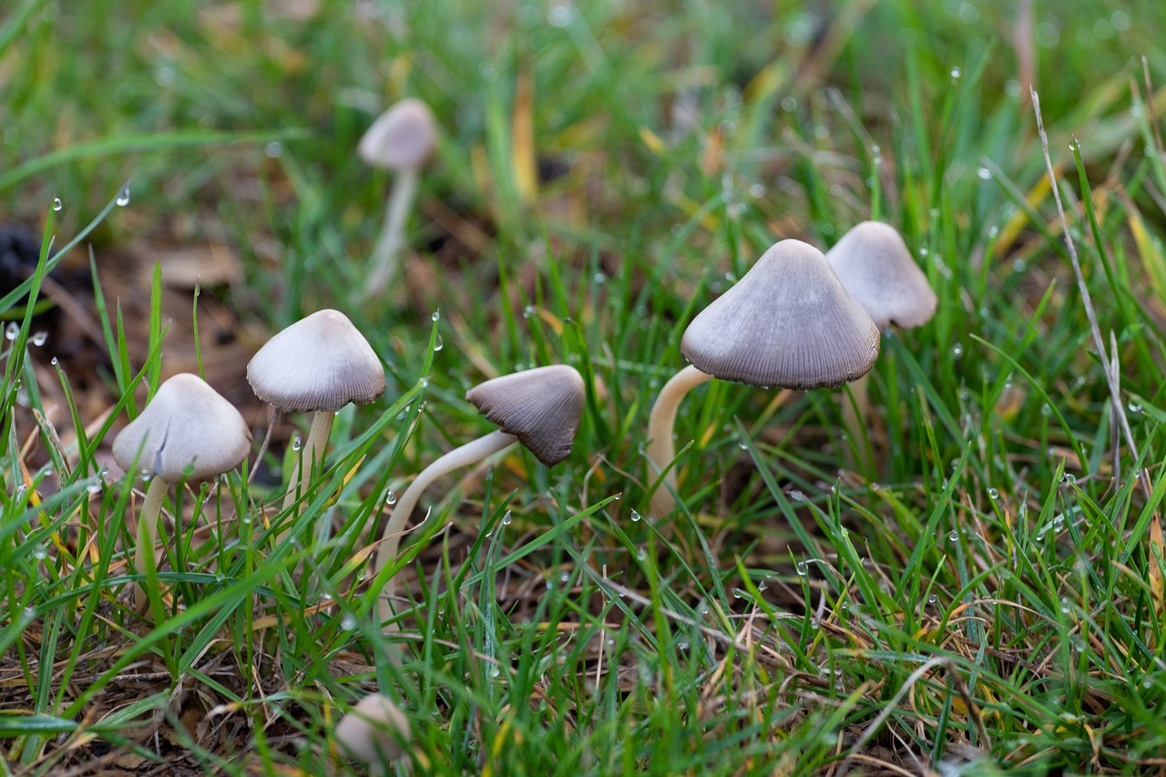 Tratamiento con hongos alucinógenos ayuda contra la depresión