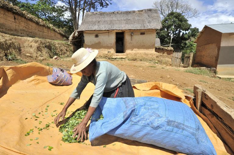 El consumo de la hoja de coca en Bolivia, una tradición que se moderniza