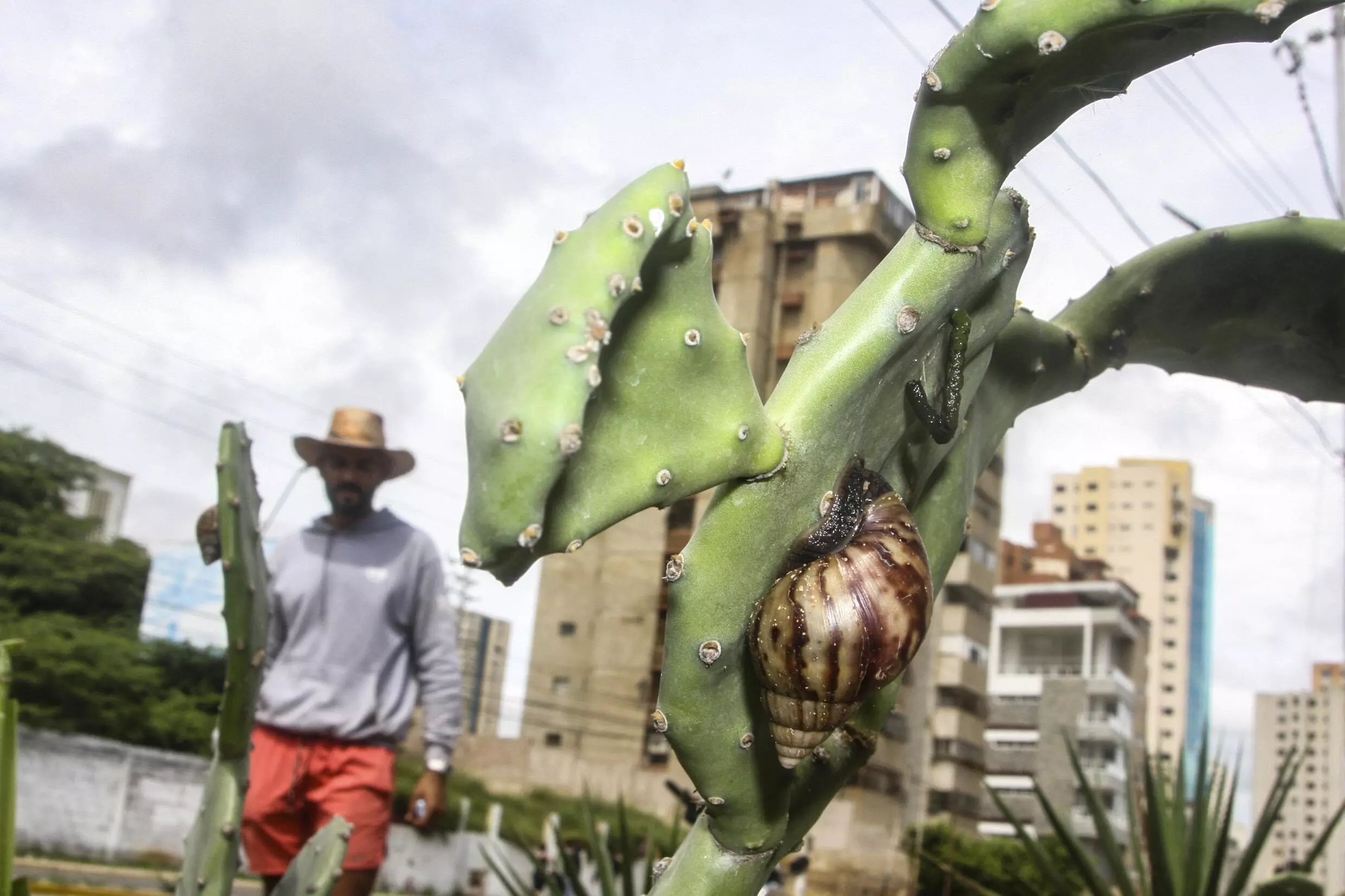 Alerta en Venezuela por la invasión del caracol africano gigante