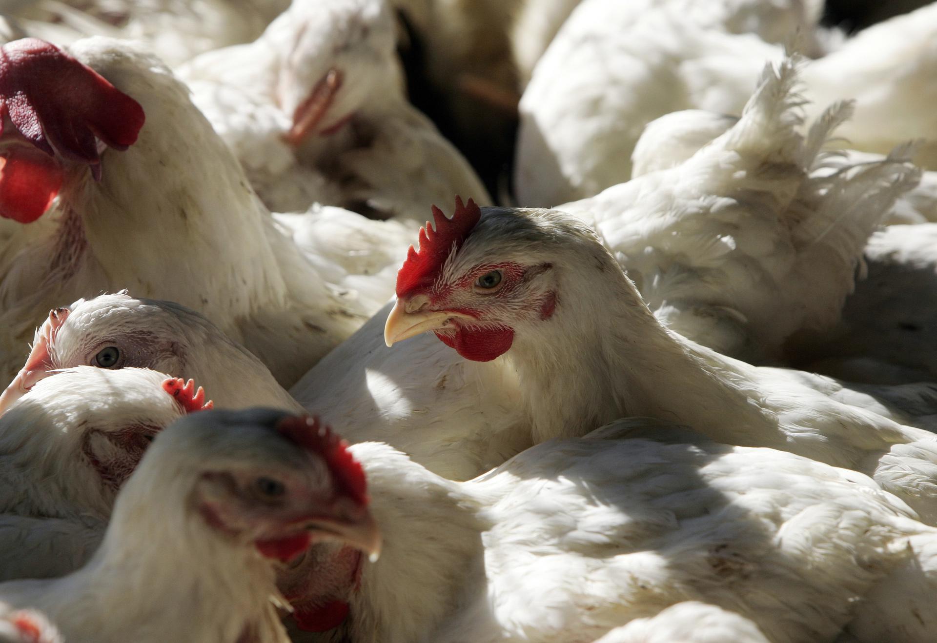 FAO activa protocolos ante brotes de influenza aviar en Latinoamérica