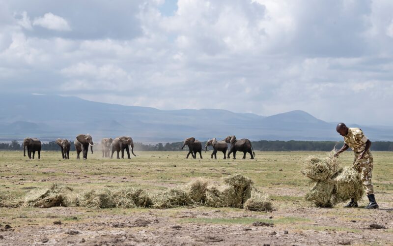 La sequía diezma a la fauna de los parques nacionales en Kenia