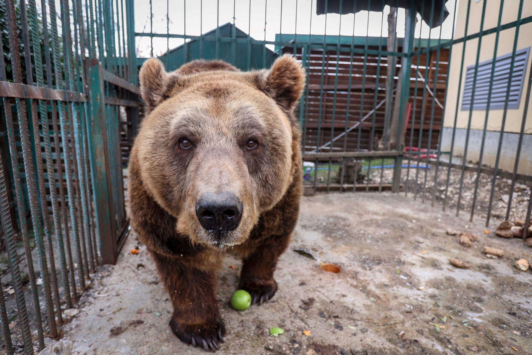 Mark, el oso pardo inicia su vida en libertad tras 20 años de cautiverio