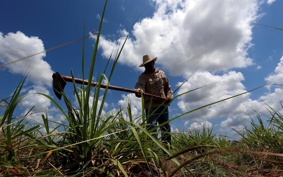 Cuba reconoce limitaciones en medidas para reanimar la industria azucarera