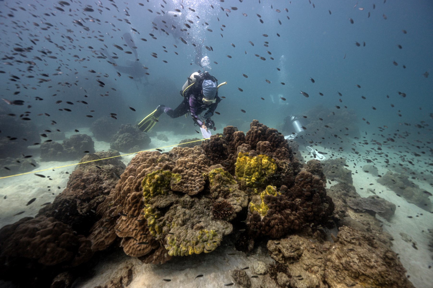 Una misteriosa enfermedad mata los corales de Tailandia